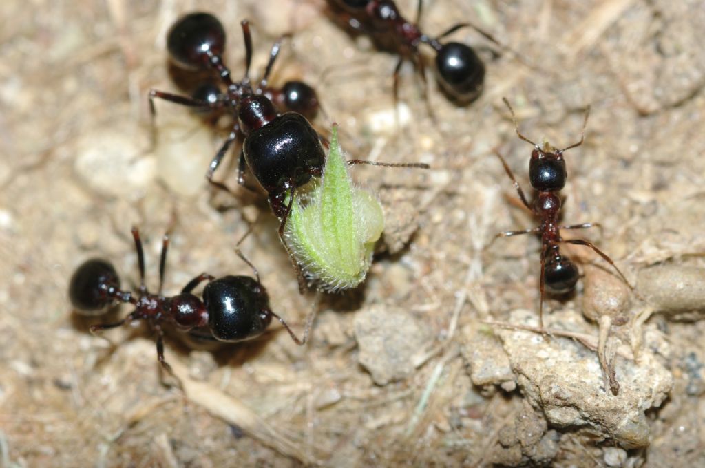 Messor wasmanni con lombrico secco